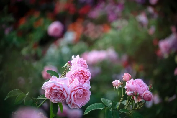 Rosa Engelska Rosor Blommar Sommarträdgården Mest Doftande Blommorna Bäst Doftande — Stockfoto