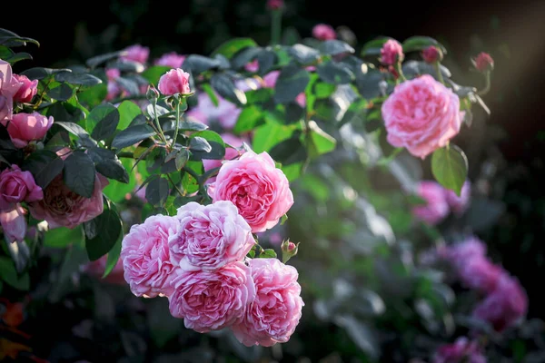 Rosa Inglês Rosas Florescendo Jardim Verão Uma Das Flores Mais — Fotografia de Stock