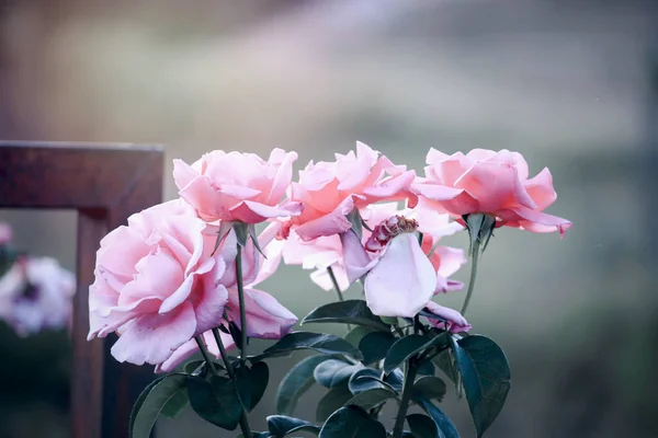 Rosa Rosas Inglesas Que Florecen Jardín Verano Una Las Flores — Foto de Stock