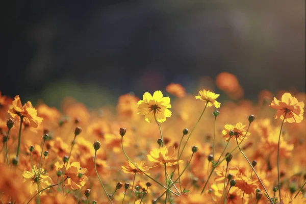 オレンジと黄色のコスモスの花コスモス畑 美しい鮮やかな自然夏の庭屋外公園のイメージ — ストック写真