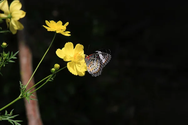夏の庭の黄色いコスモスの花の蝶 — ストック写真