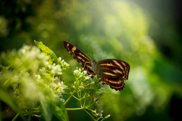 Papillon Papillon Sur Fleur Sauvage Été Champ Printemps — Photo