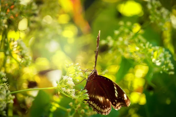 Pillangó Pillangó Vad Virág Nyári Tavaszi Mező — Stock Fotó