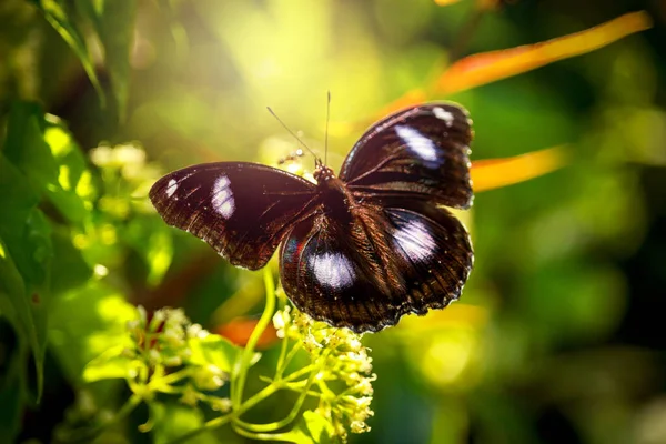 夏野の野花で蝶蝶 — ストック写真