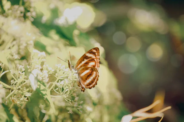 Motyl Motyl Dziki Kwiat Lato Wiosna Pole — Zdjęcie stockowe