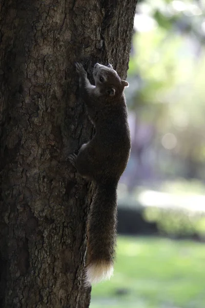 Brown Squirrel Climbing Old Tree Park — Stock Photo, Image