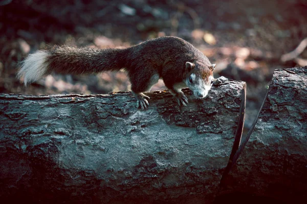 Braunhörnchen Klettert Auf Alten Baum Park — Stockfoto