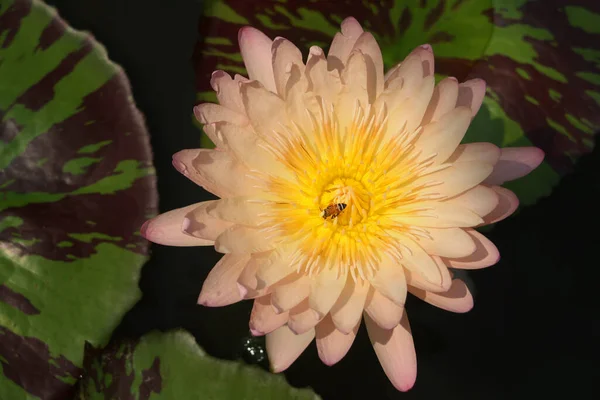 Booming Beautiful Orange Pink Old Rose Water Lily Lotus Flower — Stock Photo, Image