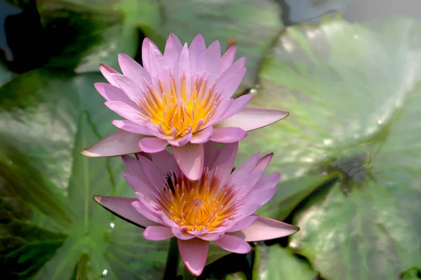 Beautiful Purple Water Lily Lotus Flower Blooming Water Surface Reflection — Stock Photo, Image