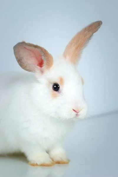 白い背景に長い茶色の耳を持つかわいい白いウサギのクローズアップ 愛らしいウサギのパット — ストック写真