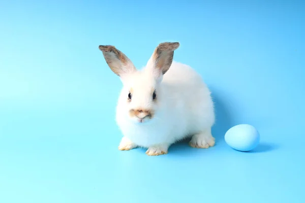 Mavi Arka Planda Mavi Paskalya Yumurtası Olan Mutlu Beyaz Tavşan — Stok fotoğraf