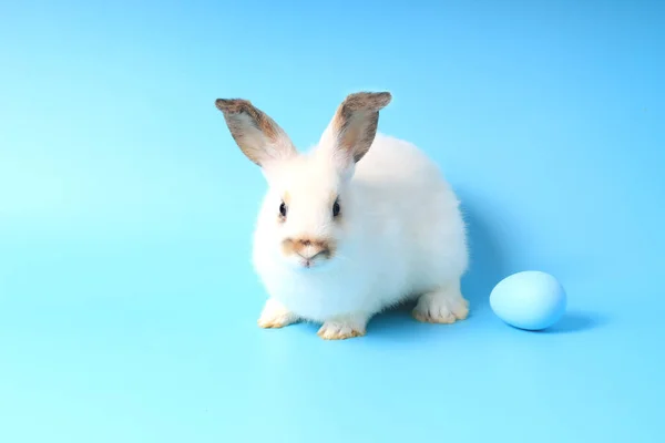 Lapin Lapin Blanc Heureux Avec Oeuf Pâques Peint Bleu Sur — Photo