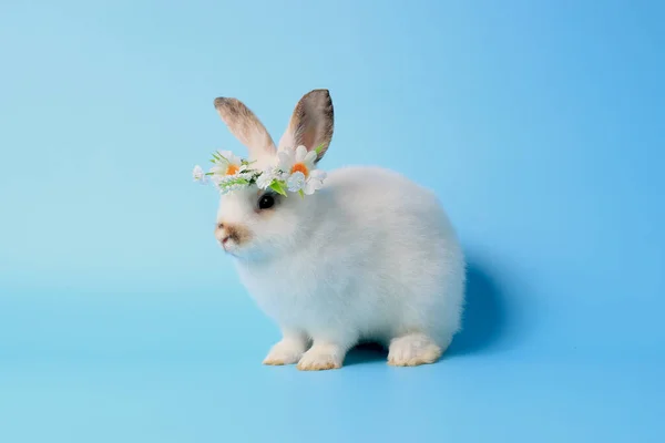 Coelho Coelho Branco Feliz Usando Coroa Flor Margarida Fundo Azul — Fotografia de Stock