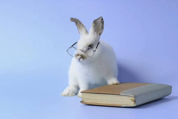 Coelho Branco Usando Óculos Com Livro Sobre Fundo Azul Coelho — Fotografia de Stock