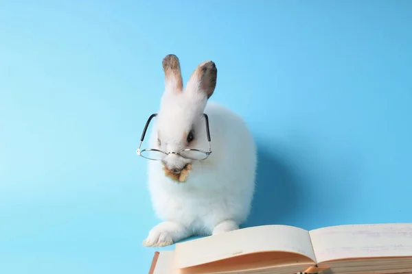 Coelho Branco Usando Óculos Sobre Pernas Traseiras Com Livro Sobre — Fotografia de Stock