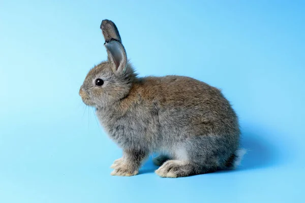 Happy Cute Gray Bunny Rabbit Long Ears Blue Background Celebrate — Stock Photo, Image