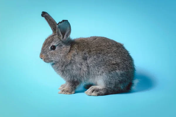 Happy Adorable Fluffy Gray Bunny Rabbit Long Ears Blue Background — Stock Photo, Image