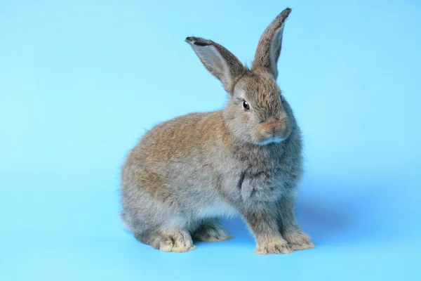 Glad Söt Grå Kanin Med Långa Öron Blå Bakgrund Fira — Stockfoto