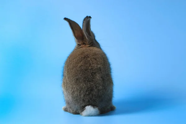 Back Gray Bunny Rabbit Long Ears Blue Background Celebrate Easter — Stock Photo, Image
