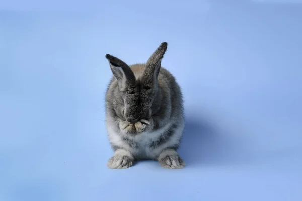 快乐可爱的绒毛兔 长着长长的耳朵 后腿站在蓝色的背景上 可爱的宠物 带着庆祝复活节假期和春天来临的观念 — 图库照片