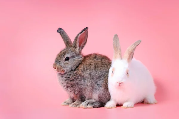 Happy Cute White Gray Bunny Rabbit Sweet Pink Background — Stock Photo, Image