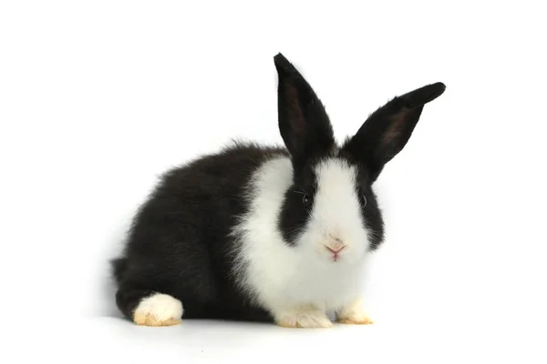 Happy Cute White Black Fluffy Bunny Rabbit White Background Cute — Stock Photo, Image