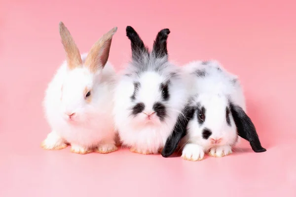 Three Fluffy Cute Rabbit Bunny Sweet Pink Background — Stock Photo, Image