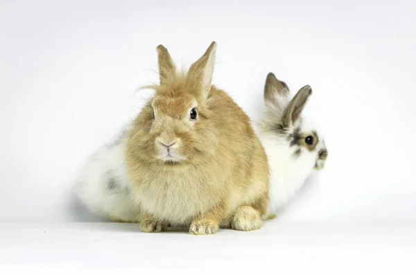 Two Happy Adorable Fluffy Rabbit Brown White Bunny Pets White — Stock Photo, Image