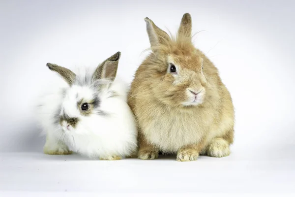 Zwei Glückliche Liebenswerte Flauschige Kaninchen Braune Und Weiße Hasen Auf — Stockfoto
