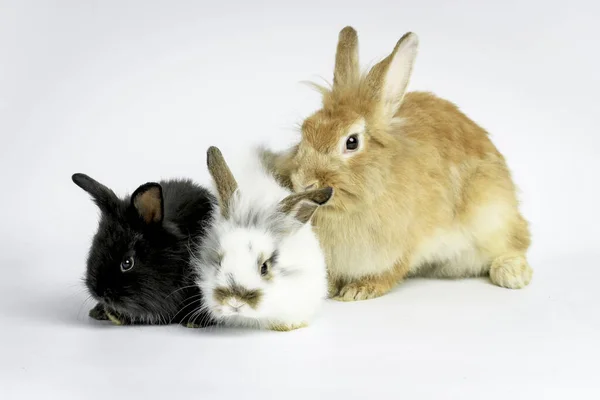 Three Fluffy Cute Rabbit Bunny White Background Adorable Brown White — Stock Photo, Image