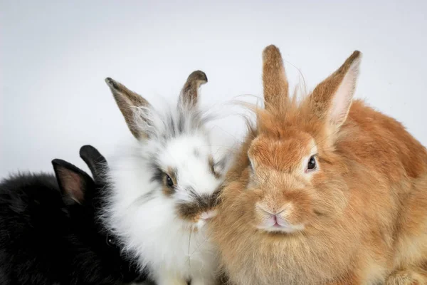 Three Fluffy Cute Rabbit Bunny White Background Brown White Black — Stock Photo, Image