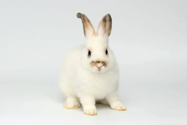 Happy Little White Bunny Rabbit Long Ears White Background — Stock Photo, Image