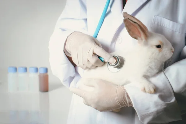 Rabbit needs veterinary care, white bunny pet with doctor hand holding stethoscope at a vet clinic
