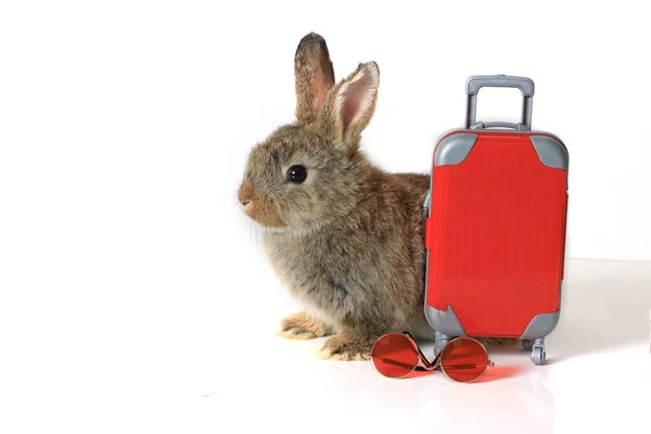 快乐的毛茸茸的灰棕色兔子带着红色行李的白种人 可爱的宠物和探险之旅世界之旅 — 图库照片