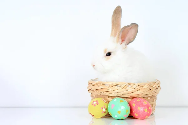 Coelho Coelho Branco Fofo Feliz Cesta Com Ovo Páscoa Pintado — Fotografia de Stock