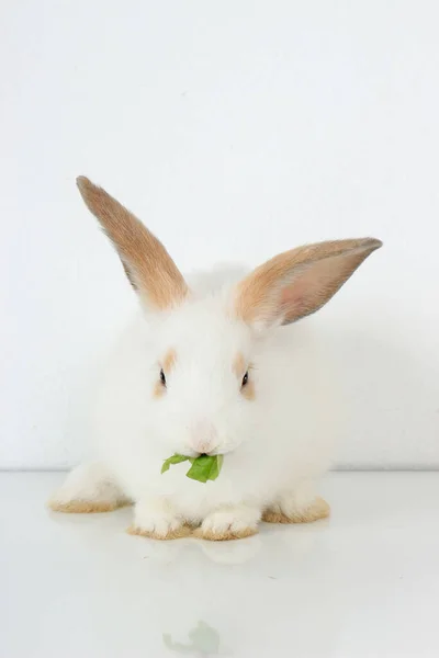 Simpatico Coniglio Bianco Con Lunghe Orecchie Marroni Sfondo Bianco Adorabile — Foto Stock