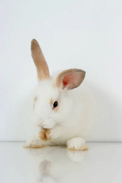 Cute White Rabbit Long Brown Ears Standing Hind Legs White — Stock Photo, Image