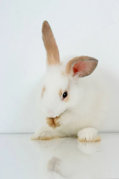 Cute White Rabbit Long Brown Ears Standing Hind Legs White — Stock Photo, Image