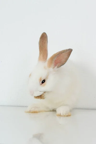 一只可爱的白兔 长着长长的褐色耳朵 后腿站在白色的背景上 可爱的兔子拍拍着 — 图库照片