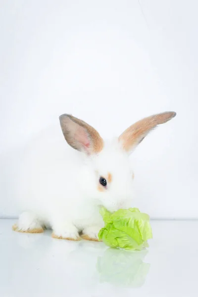 Lapin Blanc Mignon Avec Longues Oreilles Brunes Sur Fond Blanc — Photo