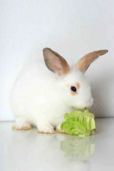 Lapin Blanc Mignon Avec Longues Oreilles Brunes Sur Fond Blanc — Photo