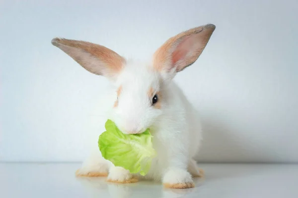 Simpatico Coniglio Bianco Con Lunghe Orecchie Marroni Sfondo Bianco Adorabile — Foto Stock