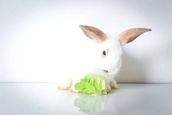 Beyaz Arka Planda Uzun Kahverengi Kulaklı Sevimli Beyaz Bir Tavşan — Stok fotoğraf