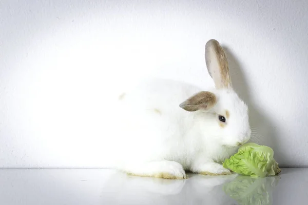 A cute white rabbit with long brown ears on white background, adorable bunny pet eating delicious green vegetable, vegetarian animal