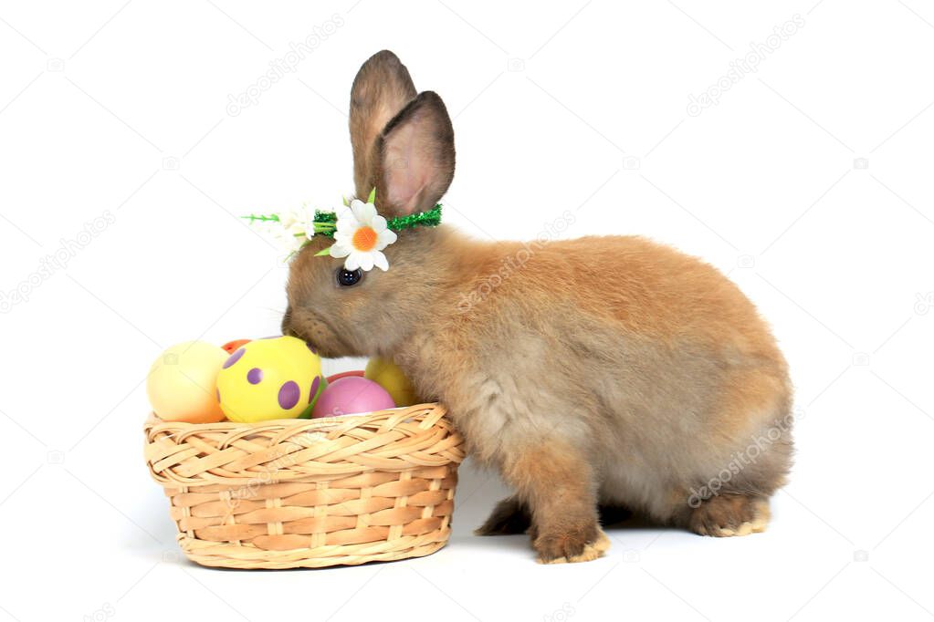 Happy fluffy brown bunny rabbit wearing daisy flower crown with basket painted Easter egg on white background. celebrate Easter holiday and spring coming concept.