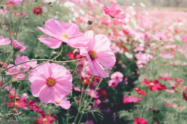 Pembe kozmos çiçeği açan kozmos çiçek tarlası, güzel canlı doğal yaz bahçesi açık hava parkı görüntüsü..