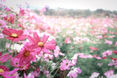 Pembe kozmos çiçeği açan kozmos çiçek tarlası, güzel canlı doğal yaz bahçesi açık hava parkı görüntüsü..