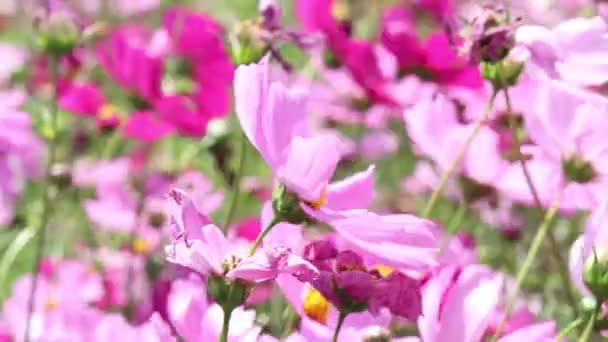 美丽绽放的粉色与白色的宇宙之花在花田迎风飘扬 美丽逼真的自然夏园室外公园 — 图库视频影像