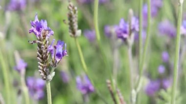 Güzel açan mor lavanta çiçekleri rüzgarda esiyor, mor kokulu lavanta çiçekleri tarlada. Parfüm bileşeni ve aromaterapi ürünü