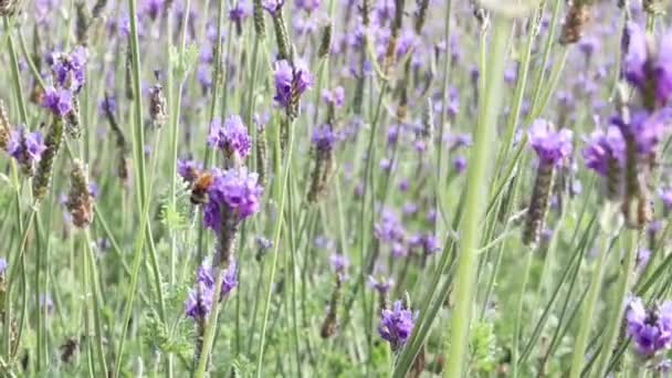 Vackra Blommande Lila Lavendel Blommor Som Blåser Vinden Violett Doftande — Stockvideo